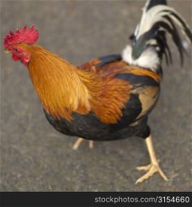 wild rooster - Hawaii - Kauai
