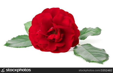 Wild rose close view. Wild rose close view isolated on white background