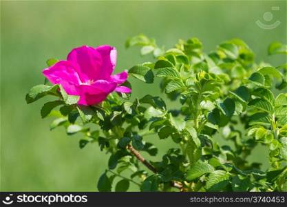 Wild rose flower on the green background