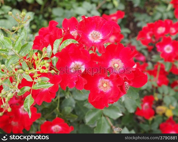 Wild rose flower. Wild rose flower aka Rosa acicularis or prickly wild rose or prickly rose or bristly rose or Arctic rose or Rosa canina