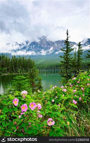 Wild rose flowers at Pyramid Lake in Jasper National Park, Canada