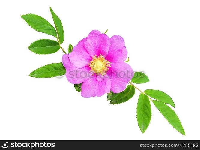 Wild rose isolated on white background