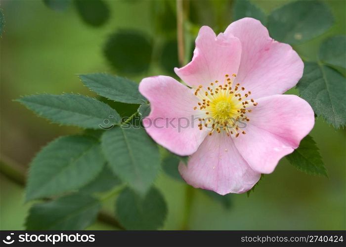 Wild rose on the green background