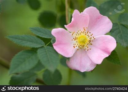 Wild rose on the green background