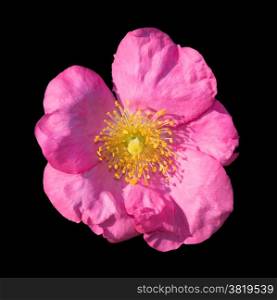 Wild rose. Pink Rosa rugosa or Dog rose closeup in September garden.