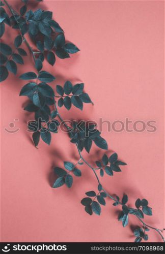 Wild rose tree branch with blue leaves on a living coral-colored background. Above view of autumn dried leaves. Autumnal flat lay image.