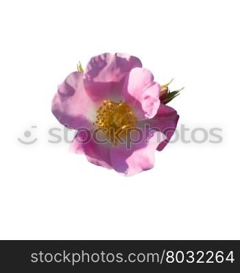 Wild rose. Wild rose. Pink Rosa rugosa or Dog rose closeup isolated on white.
