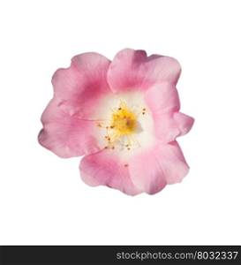 Wild rose. Wild rose. Pink Rosa rugosa or Dog rose closeup isolated on white.