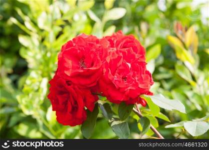 Wild rose with many beautiful red roses