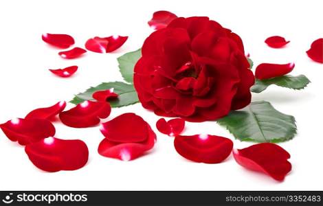Wild rose with petals around. Wild rose with petals around isolated on white background