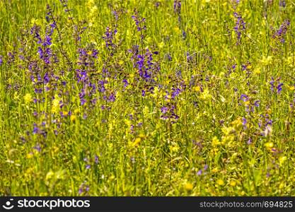 wild sage with flower in a spring meadow in Germany