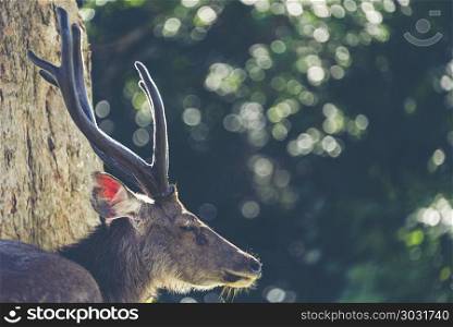 Wild sambar deer, wildlife in Khao Yai National Park Thailand, vintage filter image