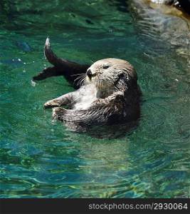 Wild Sea Otter (Enhydra Lutris) Floating