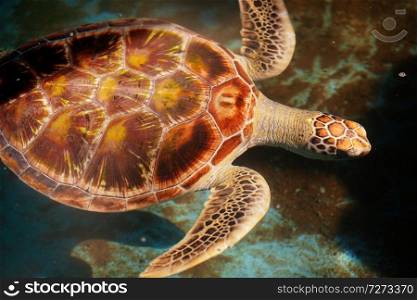 Wild sea turtle on Sri Lanka island