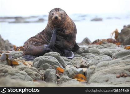 wild seal at Seal colony coastal in Kaikoura New Zealand
