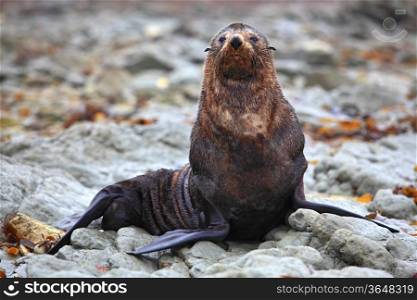 wild seal at Seal colony in Kaikoura New Zealand