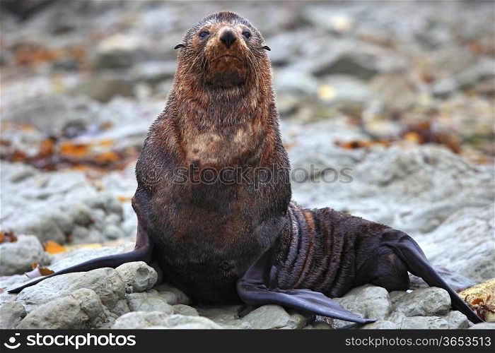 wild seal at Seal colony in Kaikoura New Zealand, close up