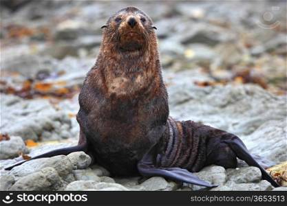 wild seal at Seal colony in Kaikoura New Zealand, close up