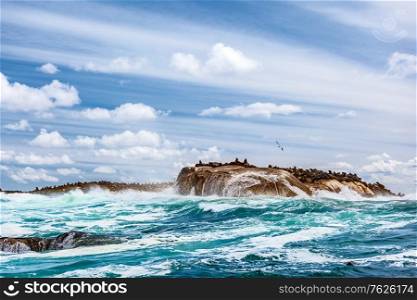 Wild seals colony on the stony island, great sea animals, beautiful landscape of Atlantic ocean, extreme safari tourism, Hout Bay Seal Island, beauty of South Africa