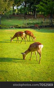 Wild Sika deers in Nara Park, Japan. Sika deers in Nara Park, Japan