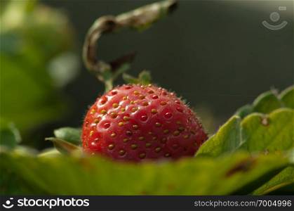 wild small strawberries in the Woods forest. wild strawberries in the Woods