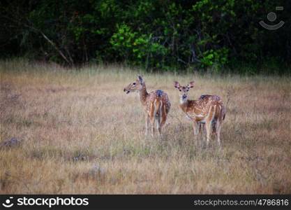 Wild Spotted deer in Yala National park, Sri Lanka