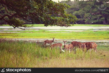 Wild Spotted deer in Yala National park, Sri Lanka