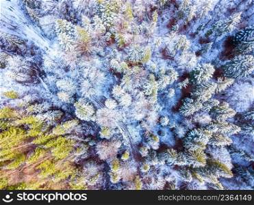 Wild spruce forest in the beginning of winter. A little snow on the ground and branches. Top view vertically down. Color Forest and the First Snow. Aerial View