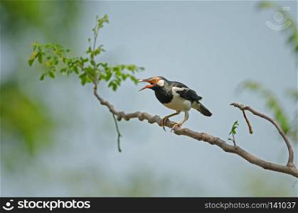 wild, starling, nature, green, background, white, bird, pied, branch, thailand, animal, asian, wildlife, animals, color, outdoor, park, tropical, black, wing, beautiful, sky, closeup, colorful, environment. Asian Pied Starling perching on branch (Gracupica contra)