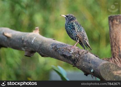 Wild Starling perched upon on branch
