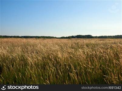 wild steppe on a summer day, Ukraine, Kherson region