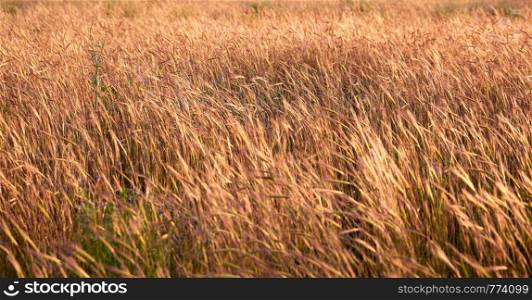 wild steppe on a summer day, Ukraine, Kherson region, day