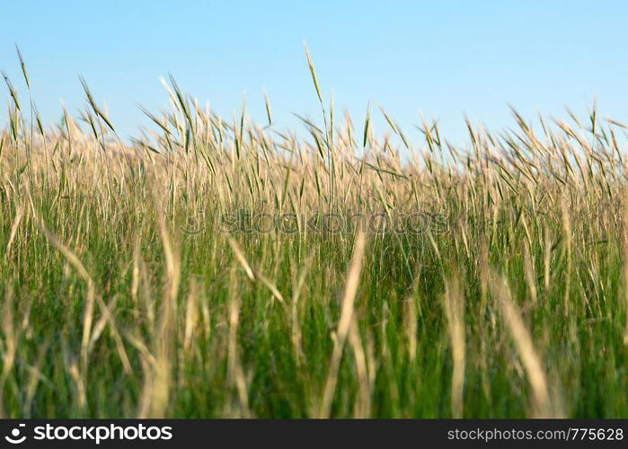 wild steppe on a summer day, Ukraine, Kherson region, selective focus