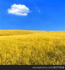 Wild Steppe with dry grass against a clear blue sky on a hot summer day