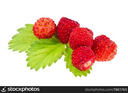 Wild strawberries and leaf isolated on white