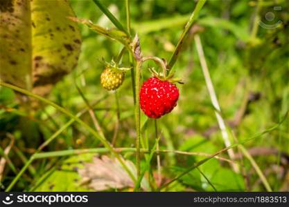 Wild Strawberries in a forest. Closeup detail. Wild Strawberries detail