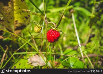 Wild Strawberries in a forest. Closeup detail. Wild Strawberries detail