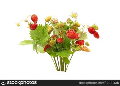 Wild strawberries isolated on the white background