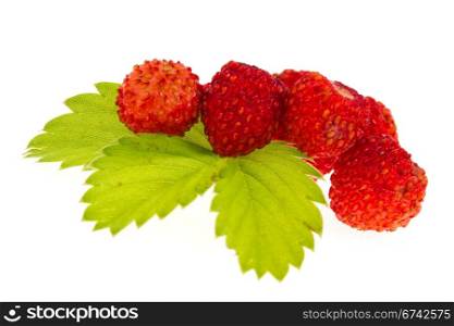 Wild strawberries on isolated