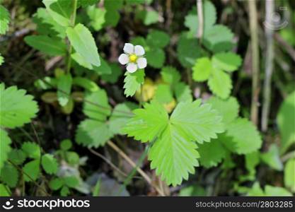 Wild strawberry blooming in the summer forest