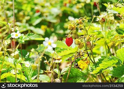 Wild strawberry bush in village garden