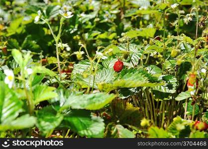 Wild strawberry bush in village garden