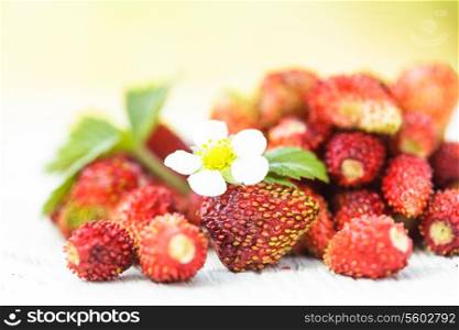 Wild strawberry heap on the table outdoor. Focus on flower