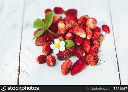 Wild strawberry heap on the table outdoor. Focus on flower. Wild strawberry