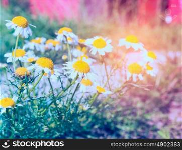 wild summer garden with daisies flowers in sun shine, toned