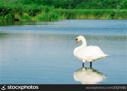 Wild swan on a background of blue water