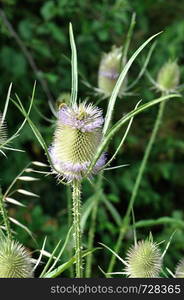 Wild Teasel