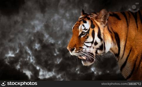 Wild tiger looking and ready to hunt, side profile view. Cloudy black sky background.