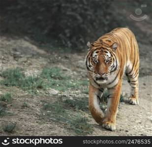 Wild tiger walks in the forest, wildlife