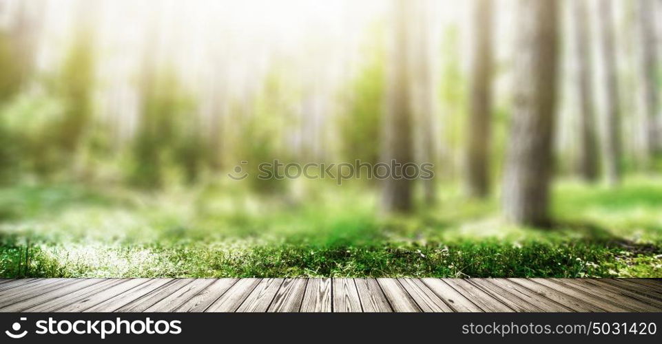 Wild trees in forest. Summer green landscape. Wild trees in forest